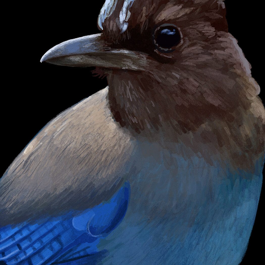 British Columbia Stellar Jay Provincial Bird T-shirt